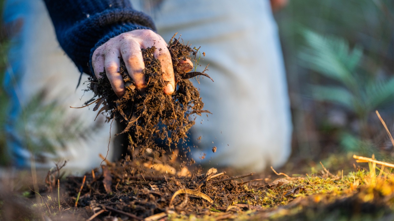 turning a compost pile in a community garden. compost full of microorganisms. sustainable regenerative agriculture with a soil sample