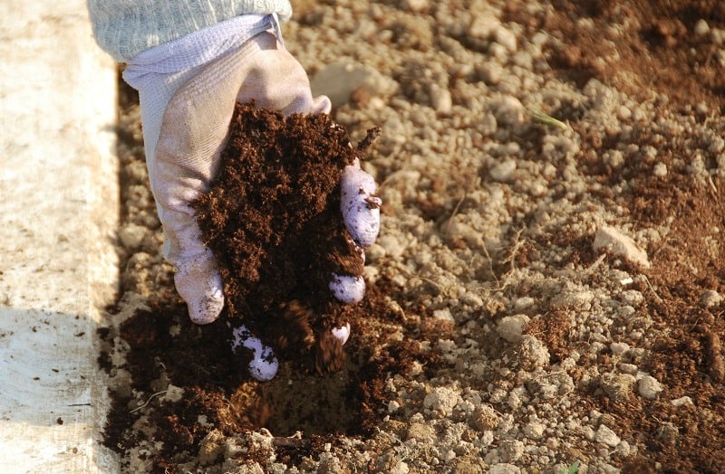 A handful of organic compost