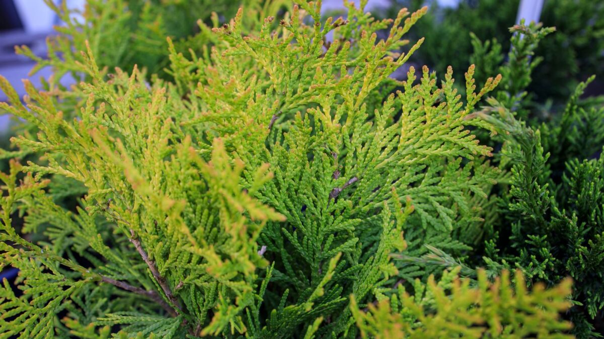 White cedar.