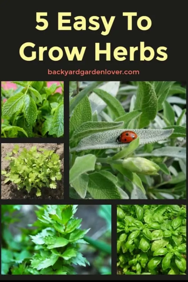 Collage of herbs growing in the garden