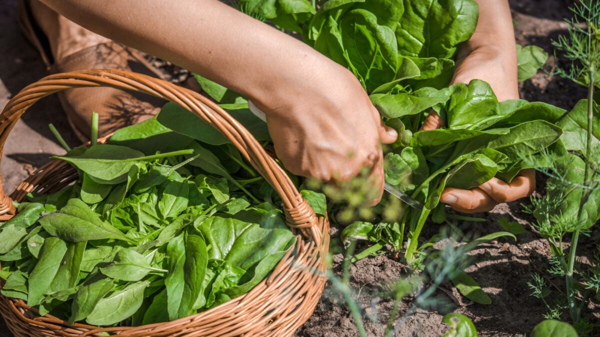 Fresh spinach from the ground