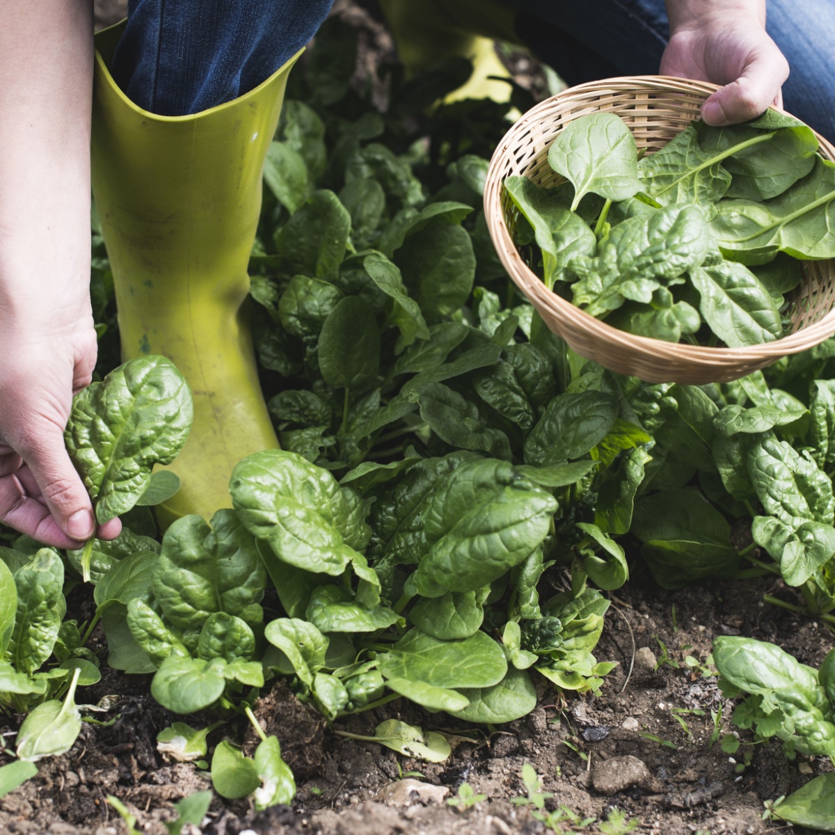 Picking spinach in a home garden. Bio spanach.