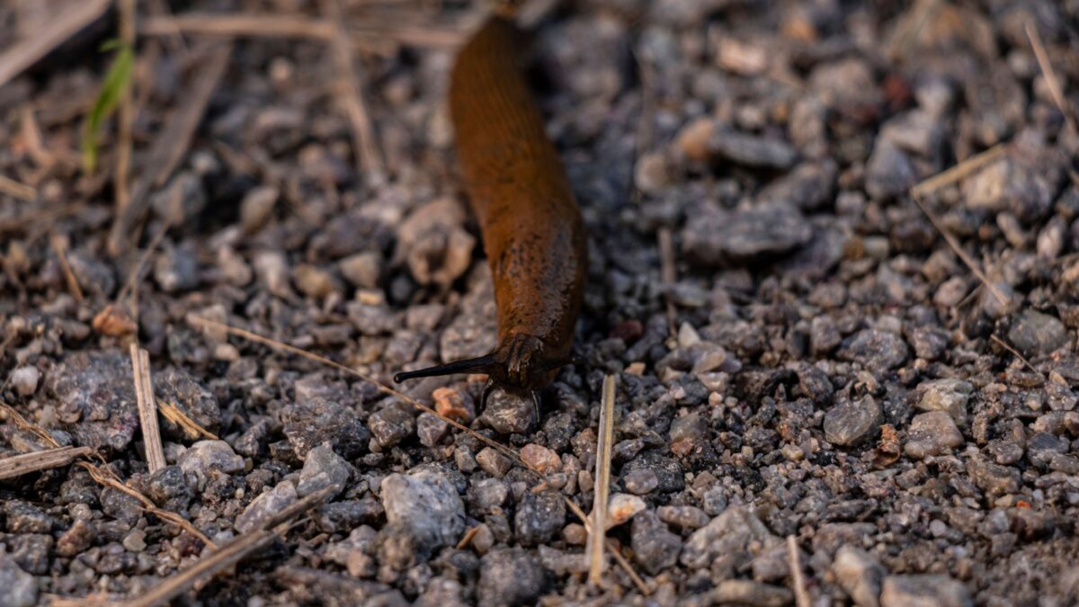 Snail of the family Limacid brown on the ground