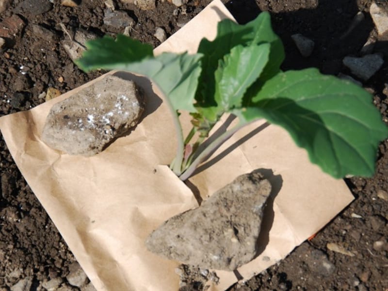 Paper bag protecting a brassica seedling
