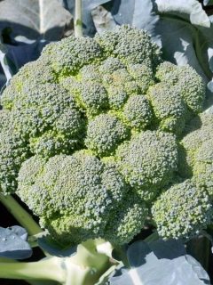 a head of broccoli growing in the garden