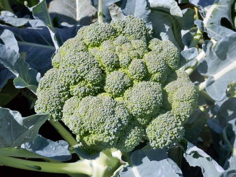 a head of broccoli growing in the garden