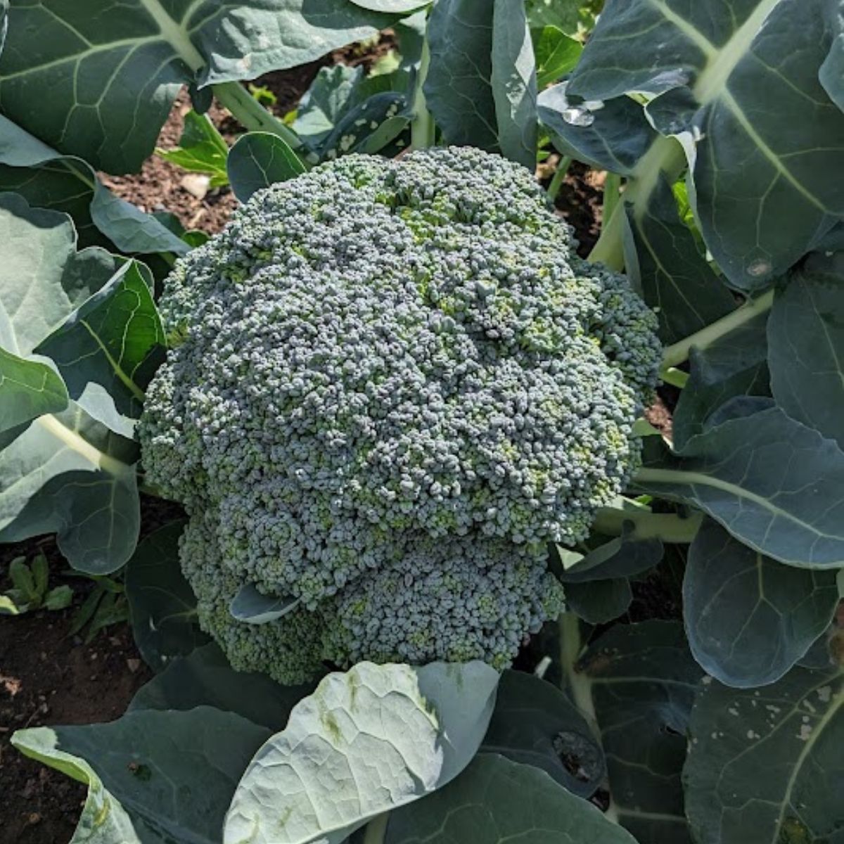 a head of broccoli in the garden ready t be harvested.