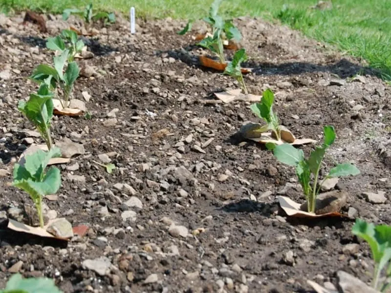 Broccoli planted in rows