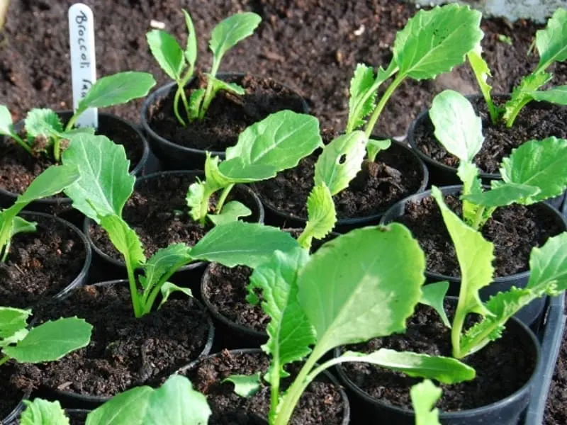 Broccoli seedlings