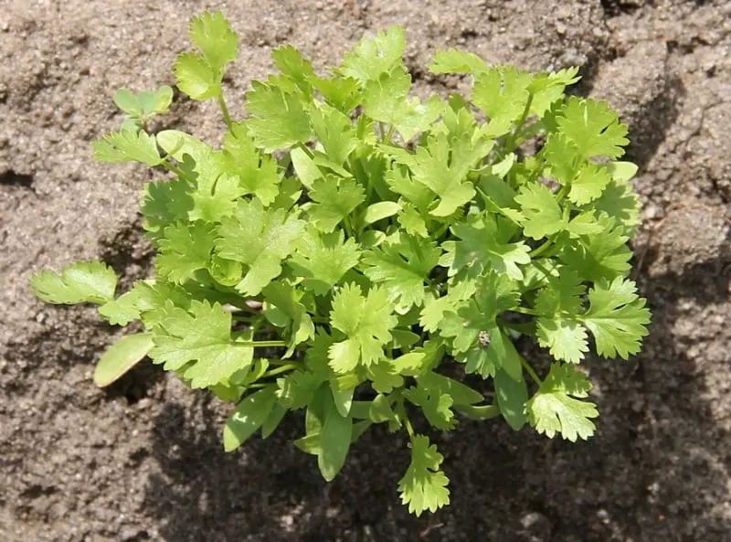 Cilantro in the garden