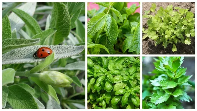 Easy to grow herbs: peppermint, basil, sage, cilantro and lovage
