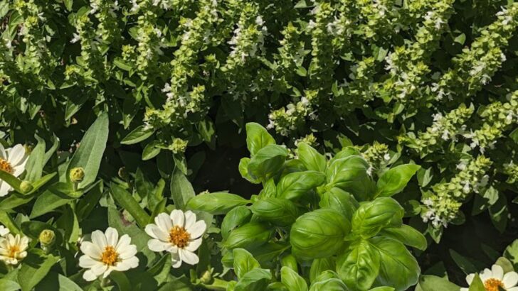 5 Easy To Grow Herbs Every Gardener Needs To Plant