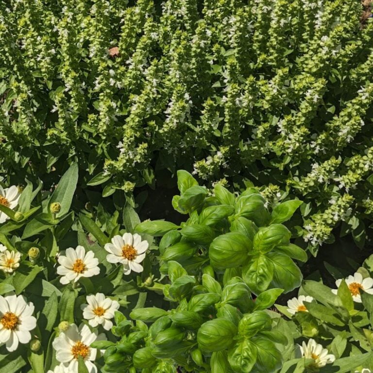 flowering basil