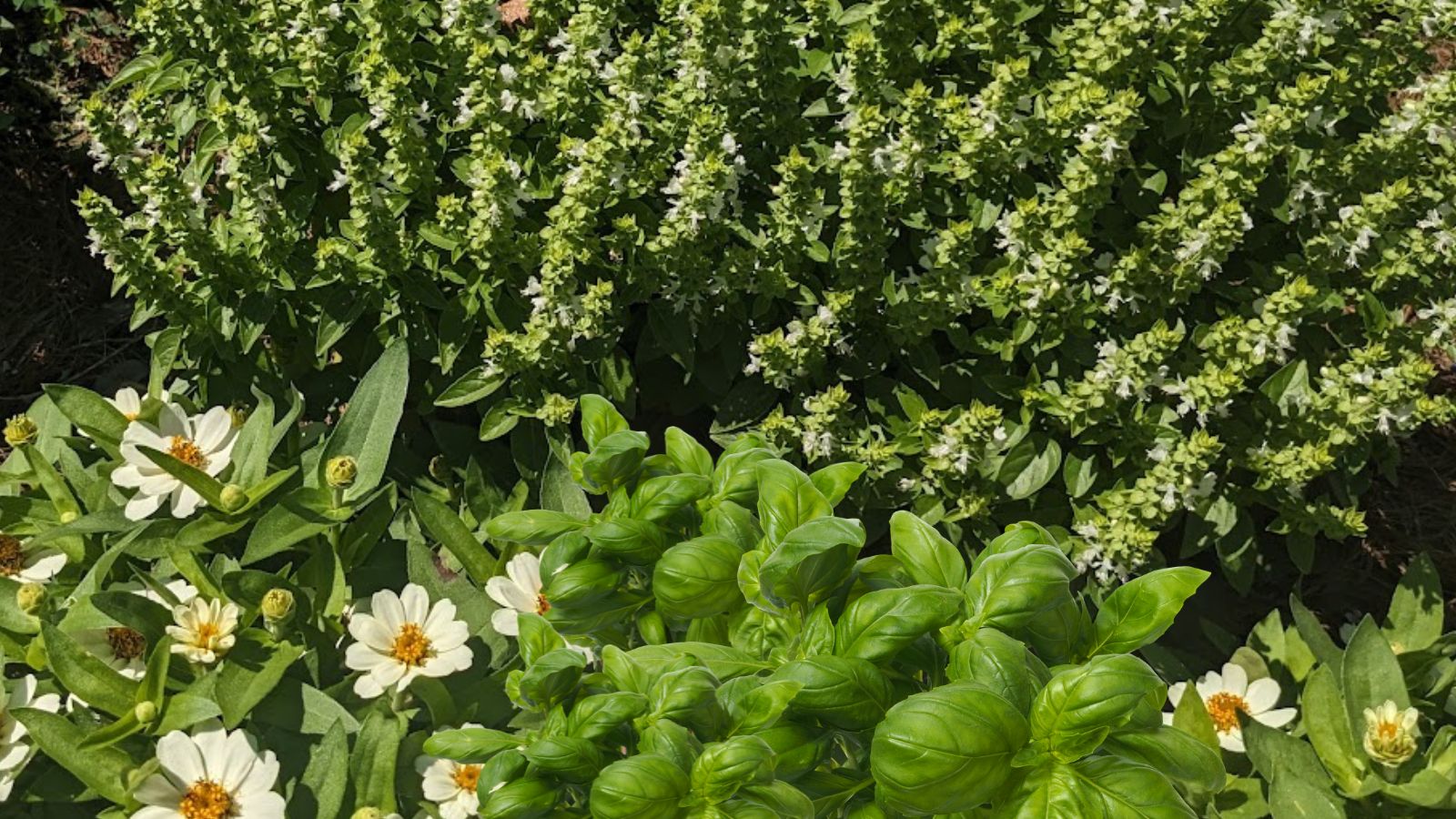 5 Easy To Grow Herbs Every Gardener Needs To Plant