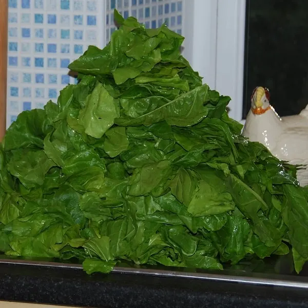 A nice harvest of perpetual spinach 