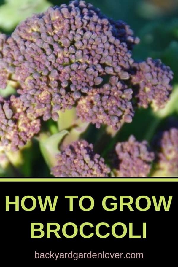 A close up of purple broccoli