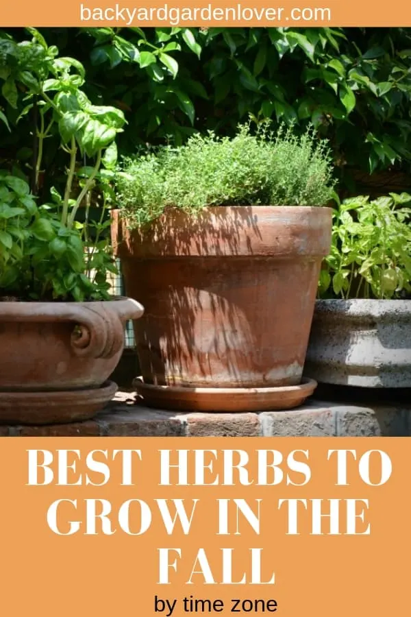 Herbs growing in ceramic planters