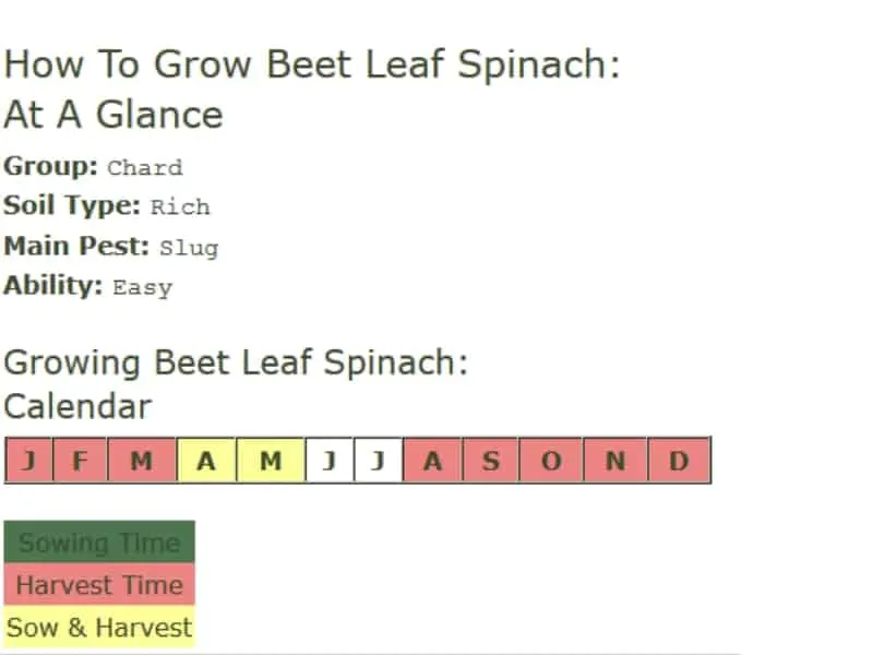 How To Grow Beet Leaf Spinach