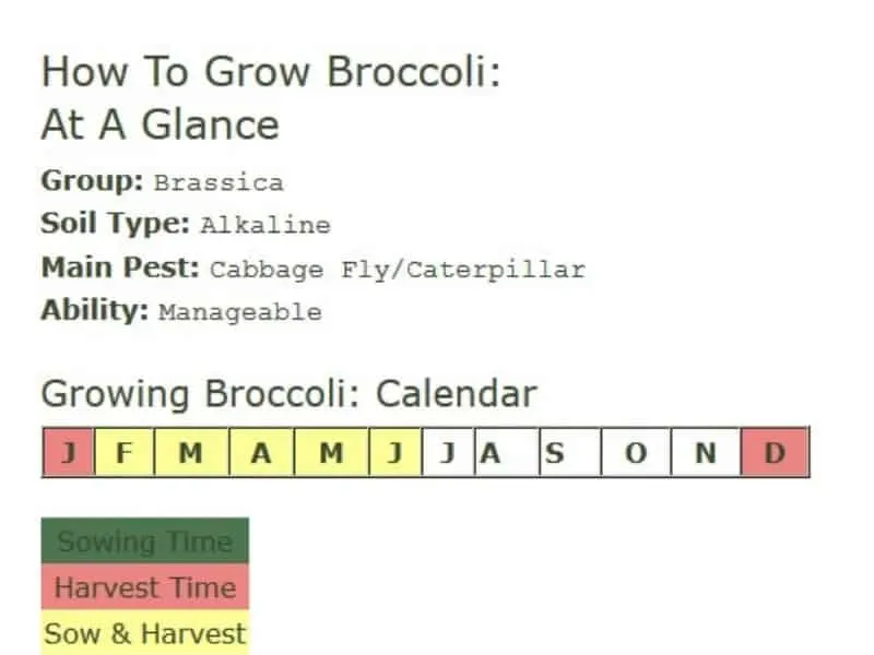 How to grow broccoli at a glance