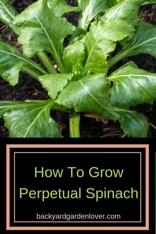 Perpetual spinach plant