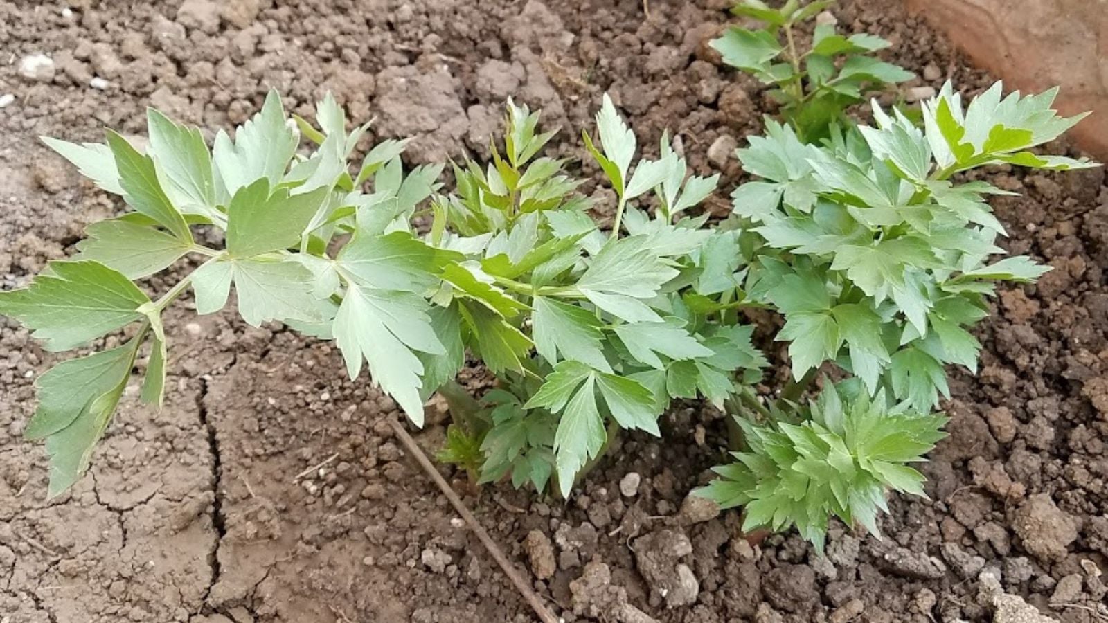 A new lovage plant growing in my garden.