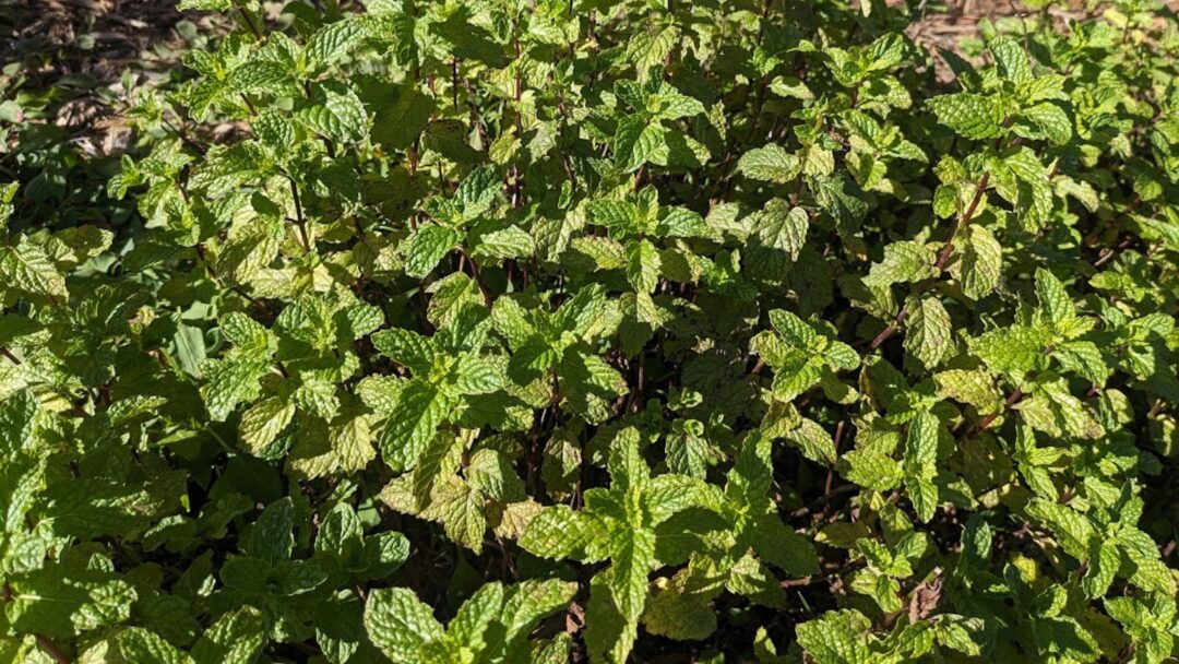 5 Easy To Grow Herbs Every Gardener Needs To Plant