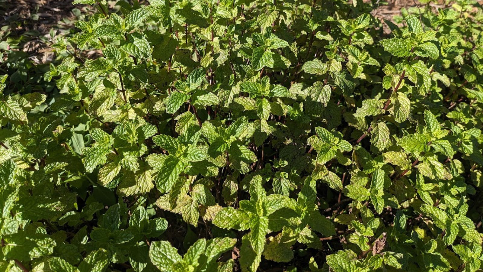 mint plant in my garden.