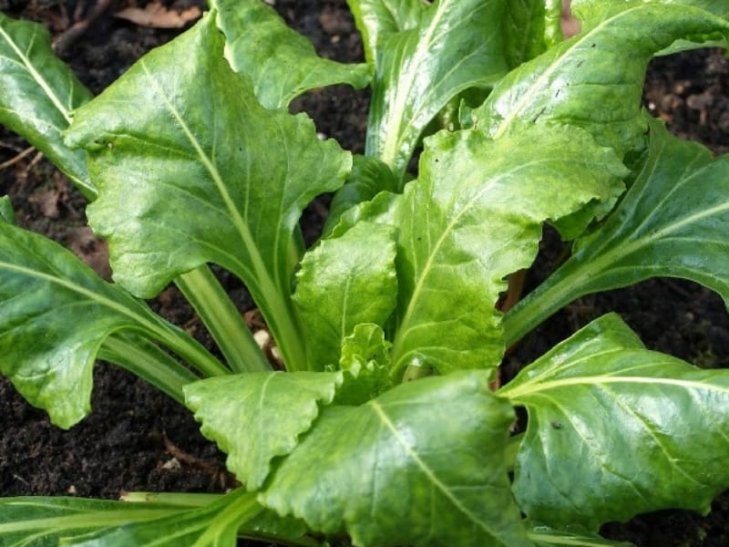 Perpetual spinach plant