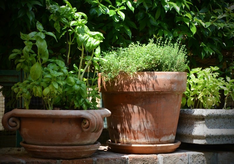 Potted herb garden 