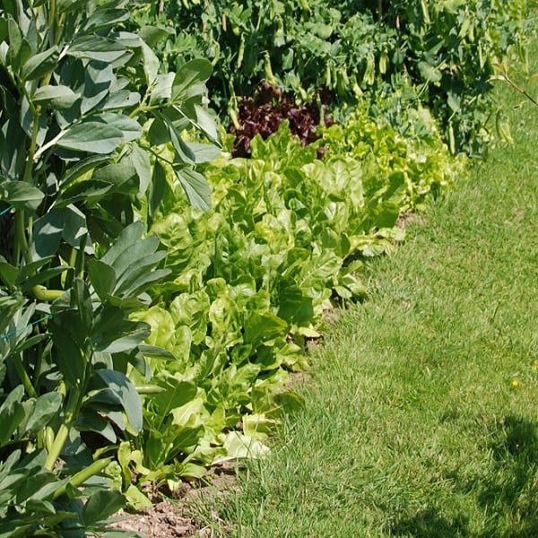 row of spinach