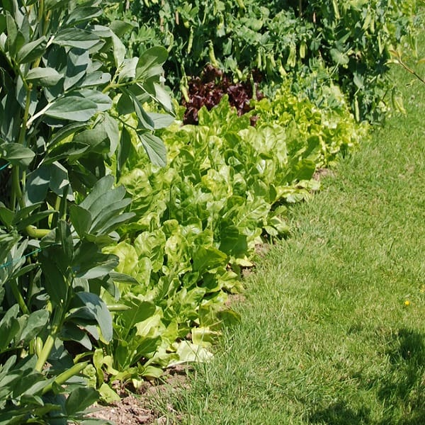 row of spinach