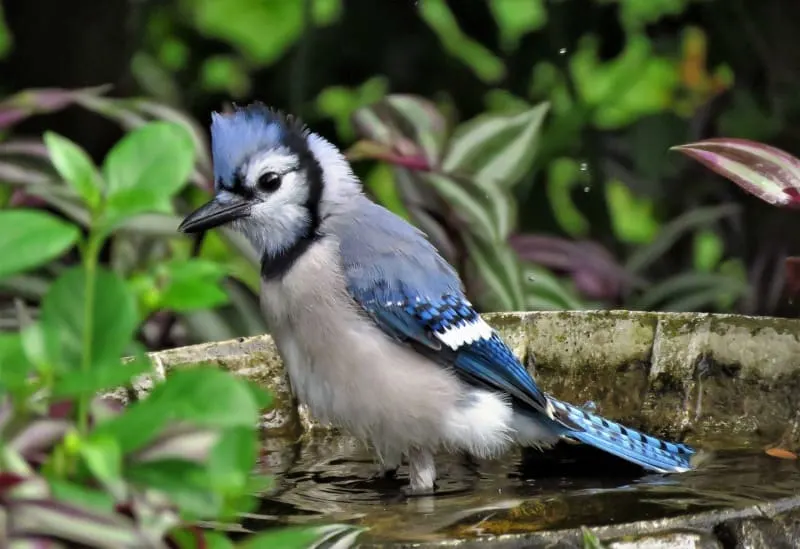 Blue jay in the birf bath. They eat caterpillars and beetles and protect your garden. 