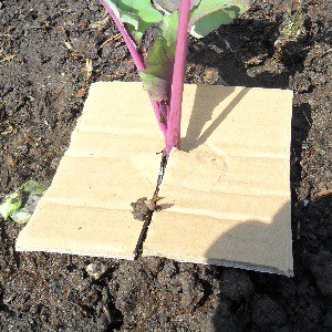 Cabbage collar to keep the cabbage fly from laying eggs