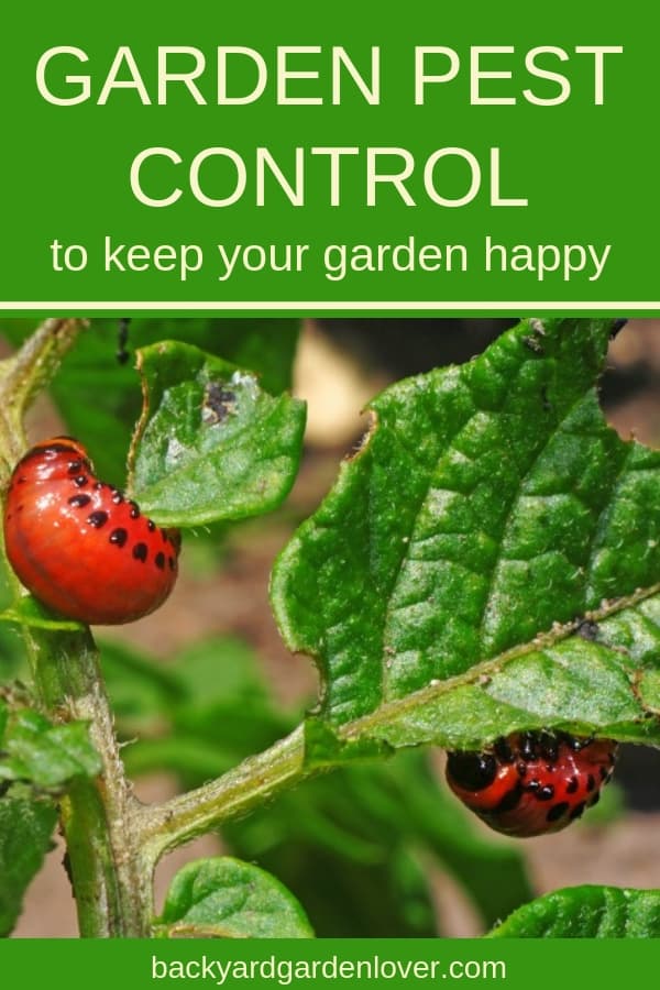 Red beetle eating green leaves