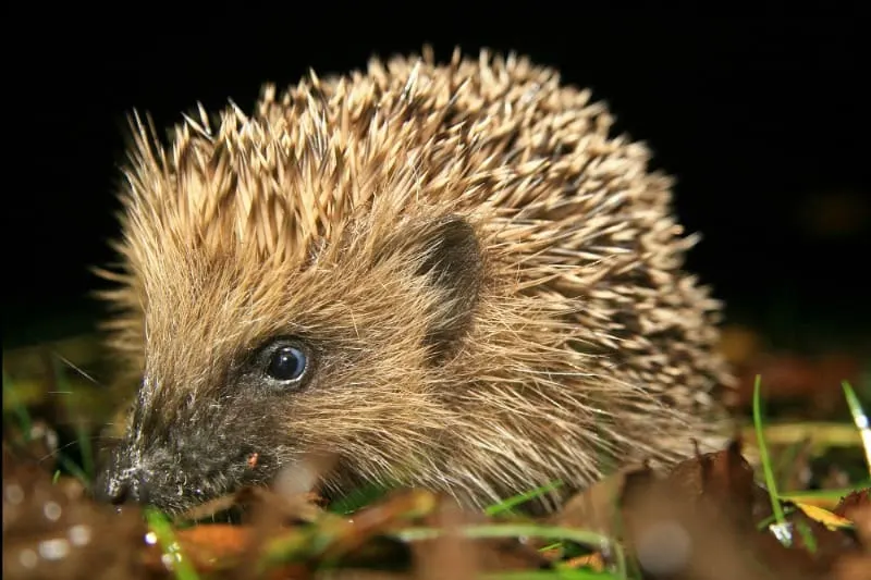Hedgehogs love insects and slugs!!! 