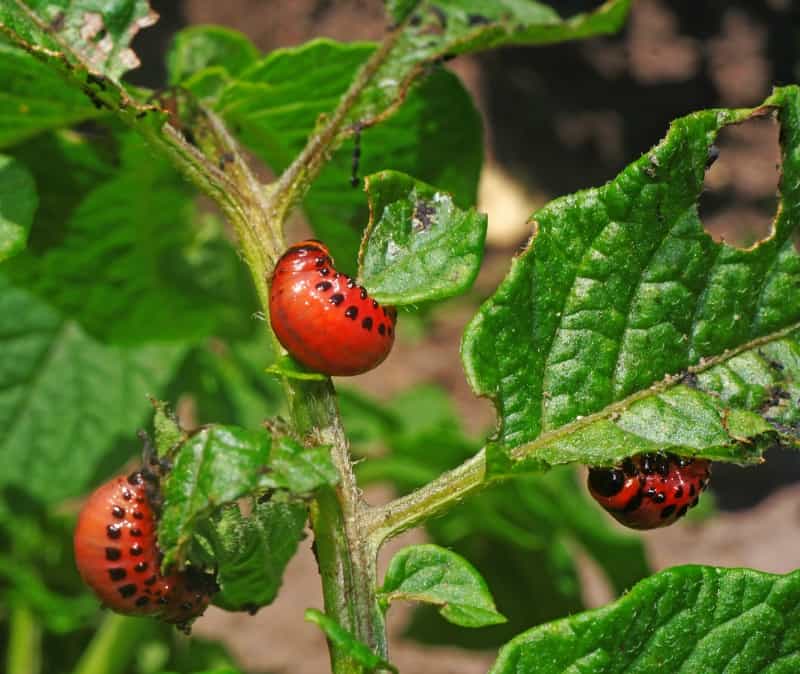 Colorado potato beetle larvae eat the foliage of potato