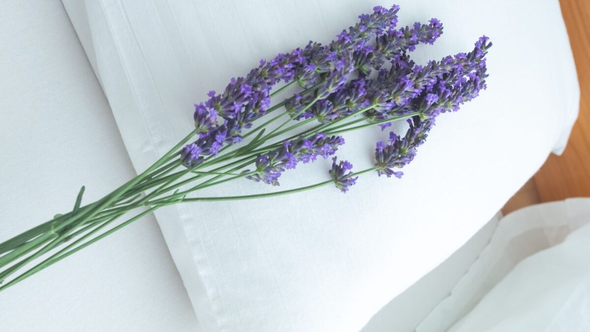 A small bunch of fresh lavender laying on a white pillow.