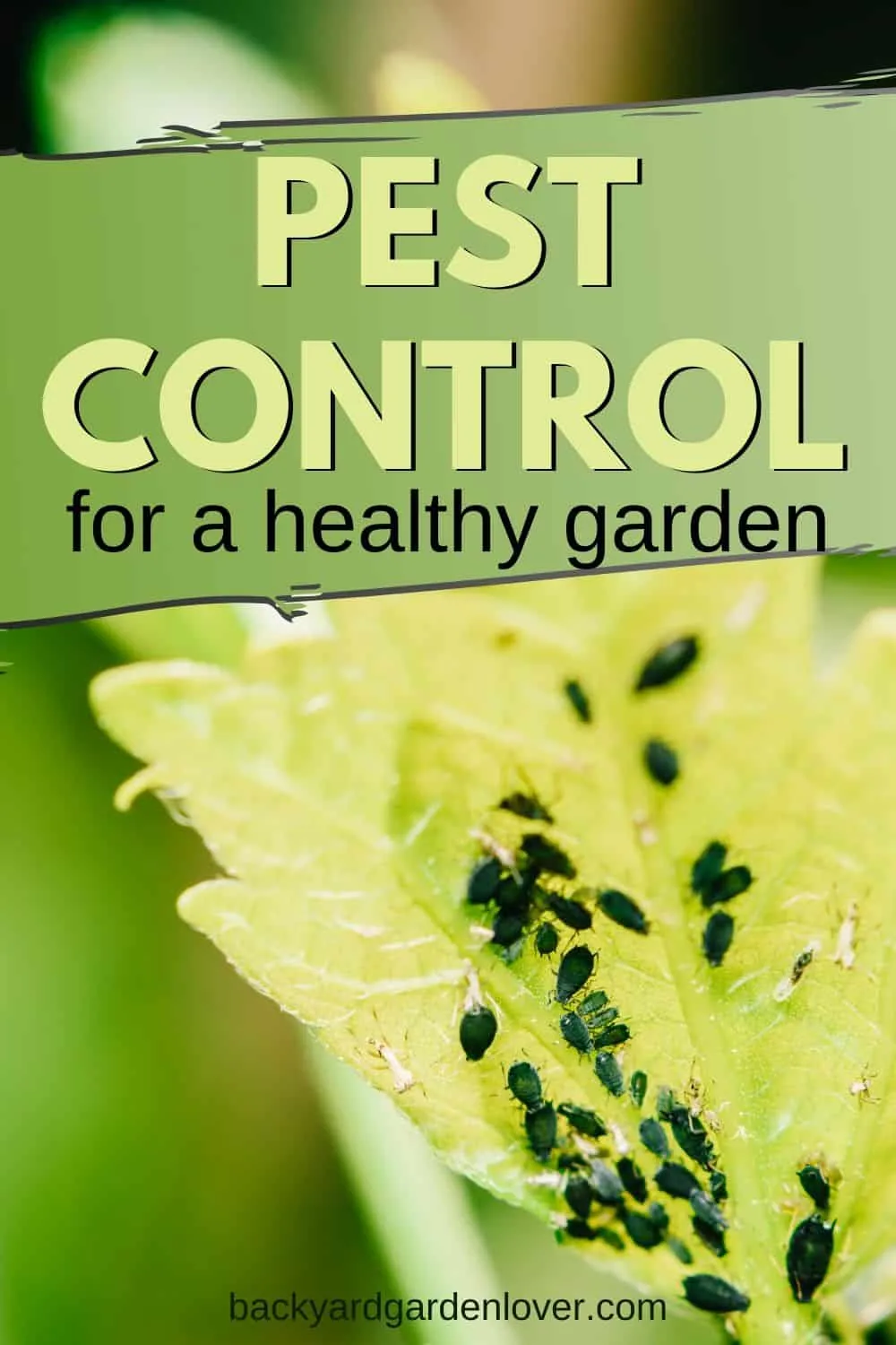 Home Garden Pest Control To Keep Your Garden Happy
