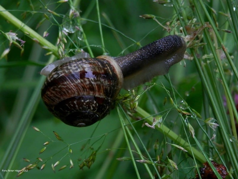 Snail in the garden