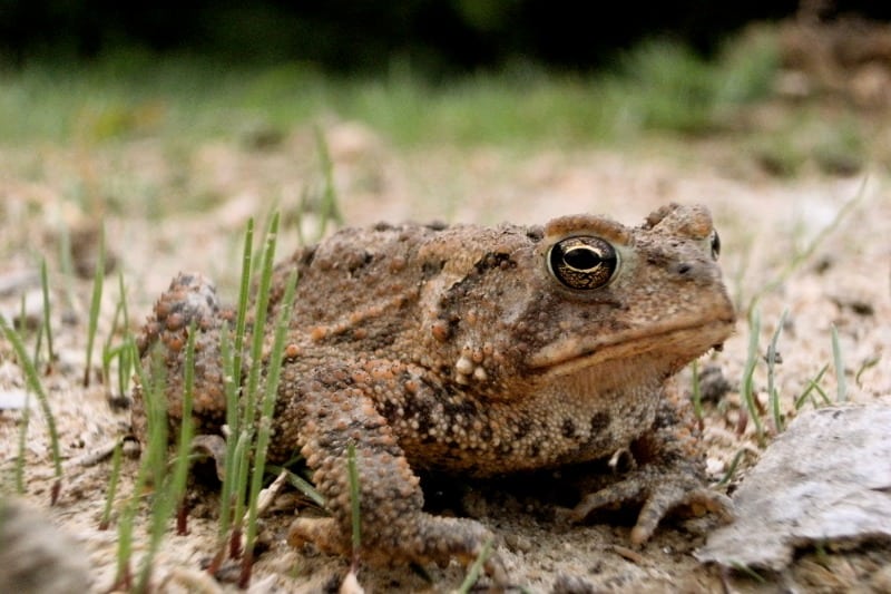 Toads are great in the garden. Make it easy for them to come and eat insects.