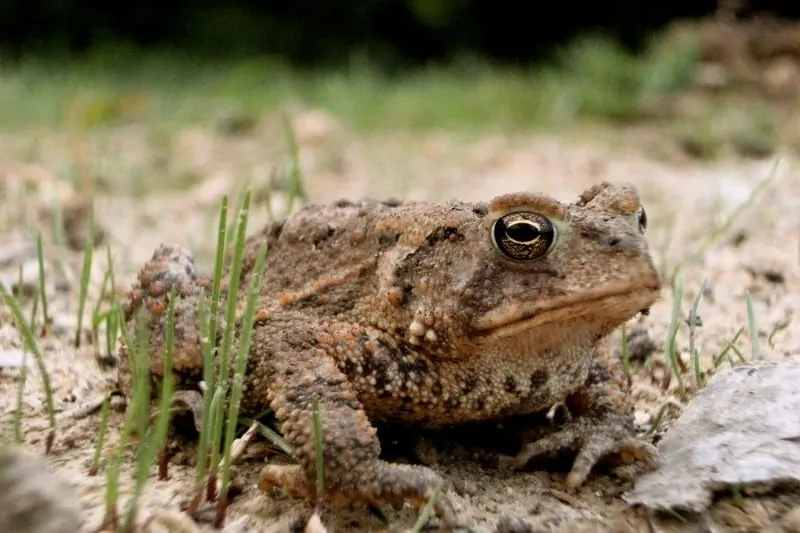 Toads are great in the garden. Make it easy for them to come and eat insects.