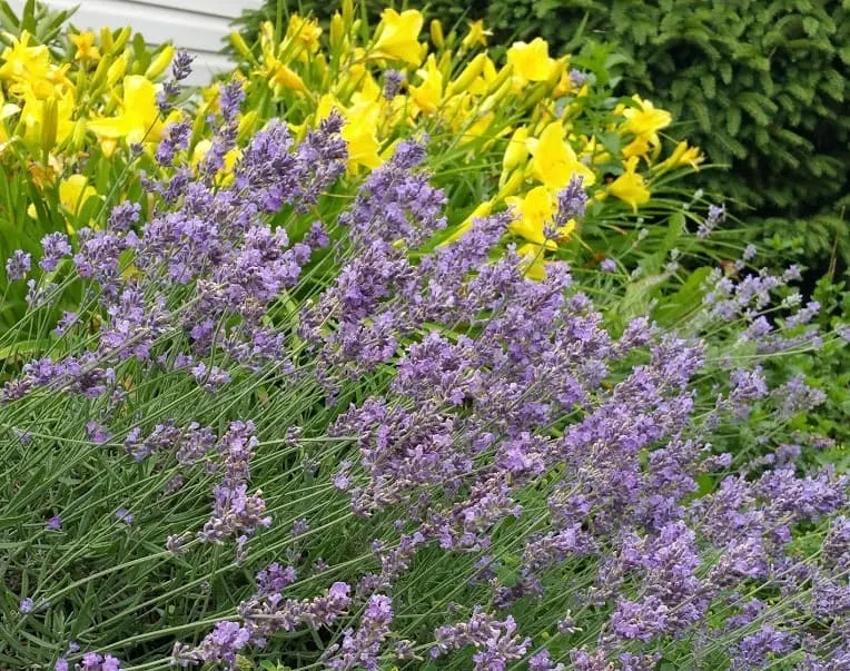 Lavender and daylilies in my front yard