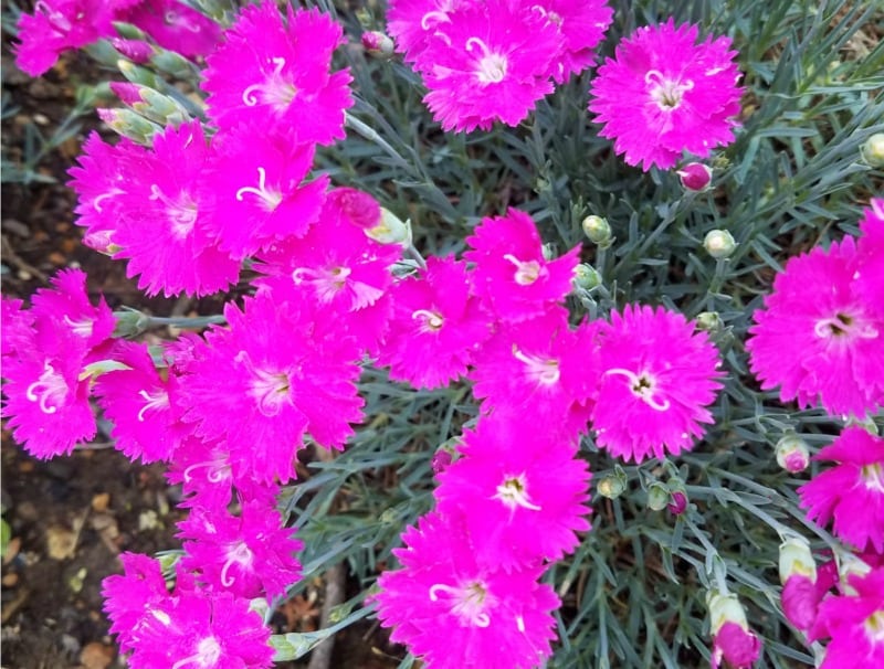 hot pink dianthus