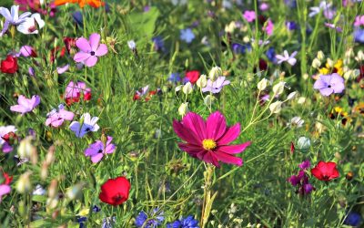 Beautiful, multi-colored wildflowers