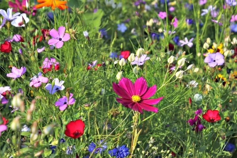 Beautiful, multi-colored wildflowers