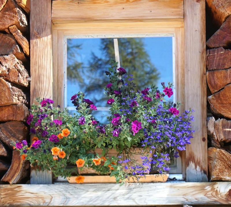 Decorative flowers in a window box planter