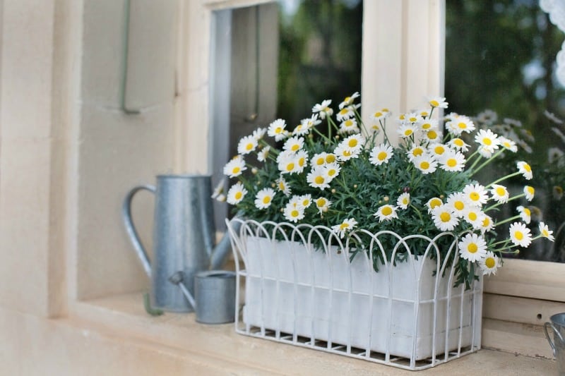 Flower box planter with white daisies