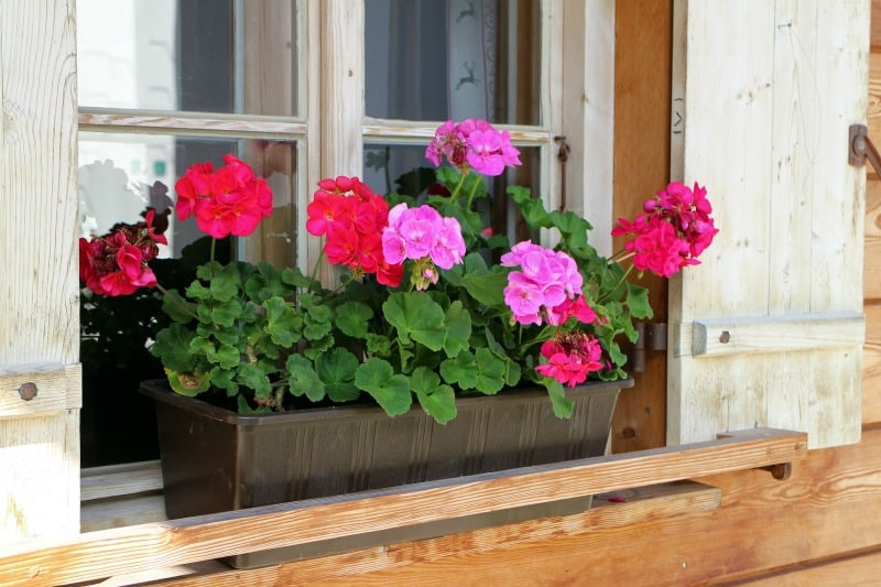 Pinka and red geraniums