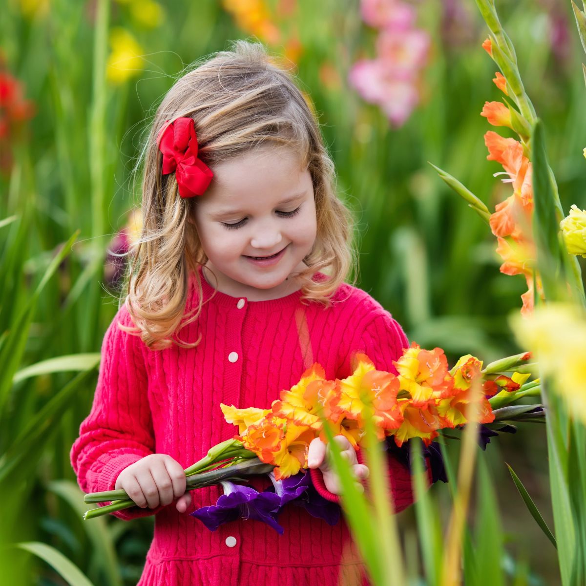 Young girl in a red dress, picking orange gladiolus.