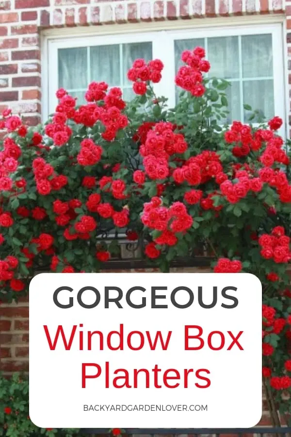 Gorgeous window box planters